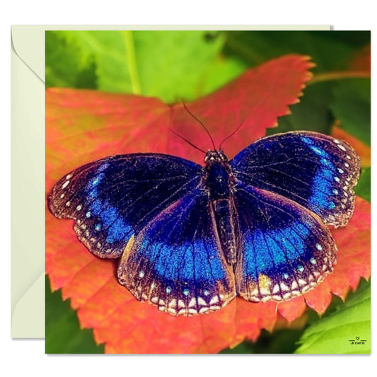 Blue Butterfly Kuranda Queensland